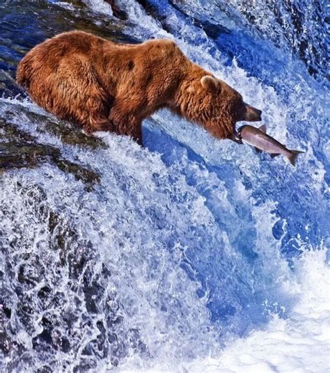 bear fishing|Bear Flag Fish .